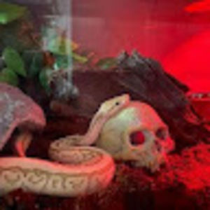 Meet your Posher, Salvador